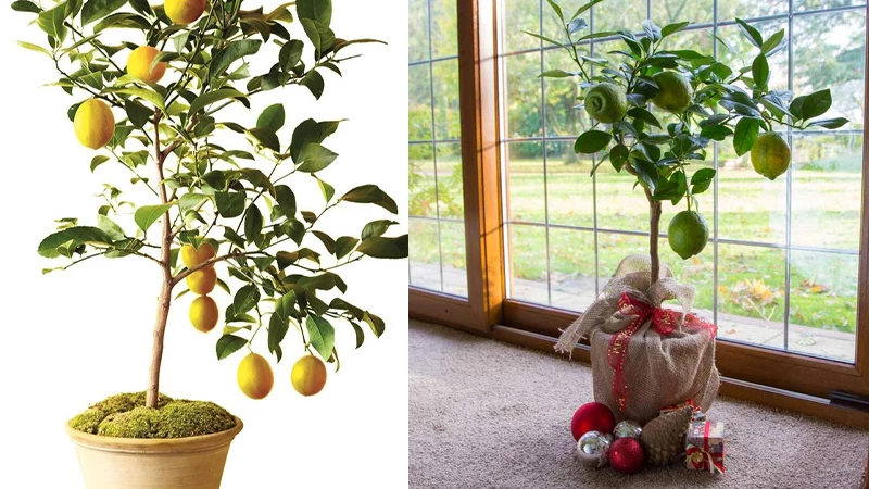 lemon tree and other tree gifts